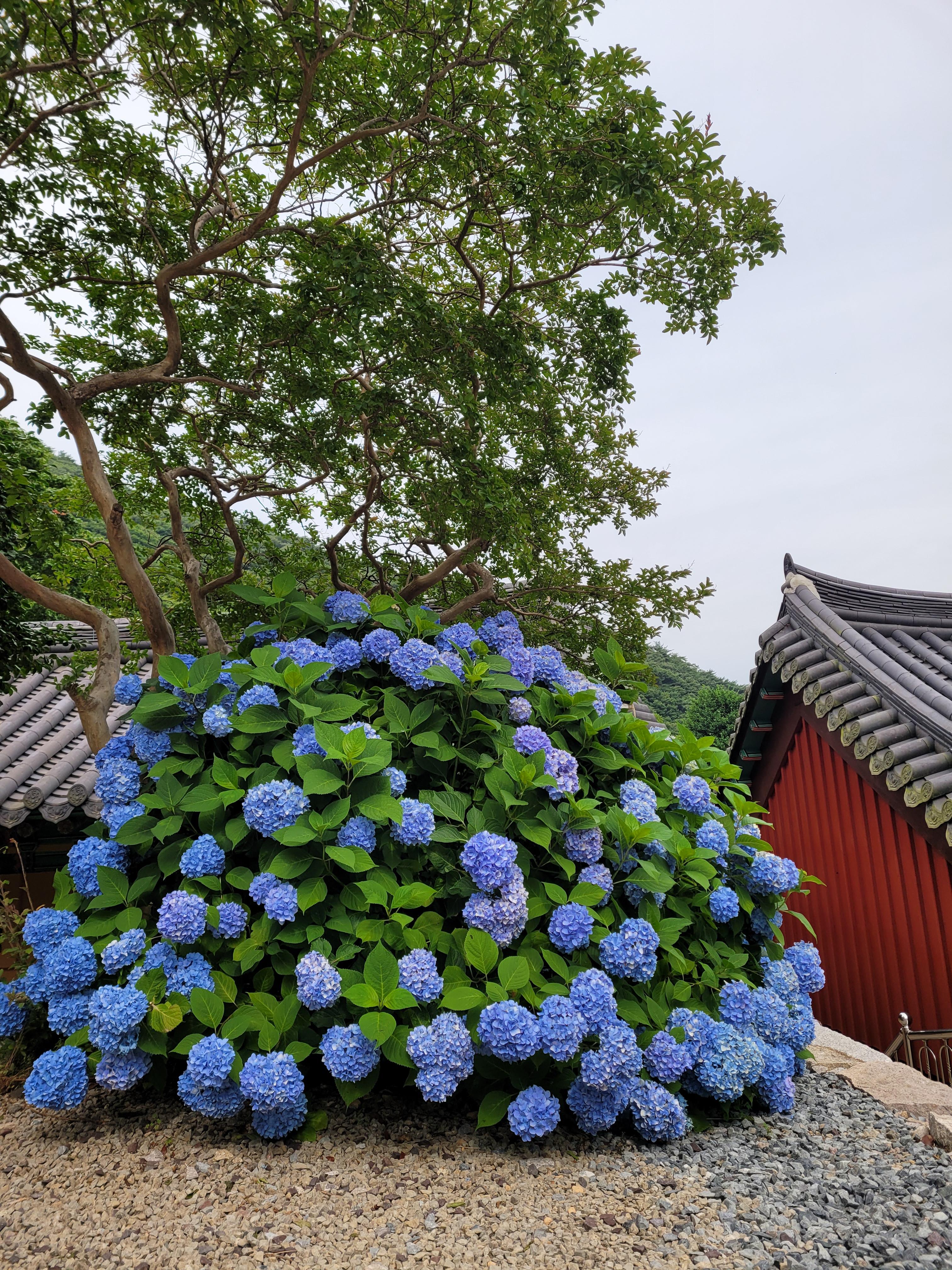 용문사 수국