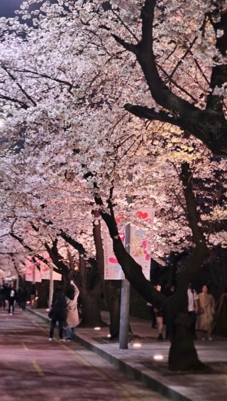 서울 여의도 봄꽃축제