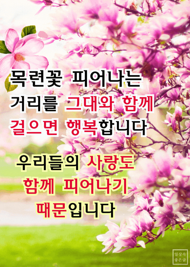 목련꽃이 활짝 핀 공원 거리와 사랑을 표현한 감성 시 이미지