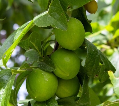 매실청 담그는법