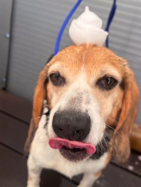 이태곤 프로필 드라마 예능 반려견 사업 결혼