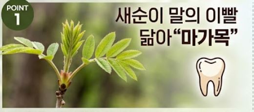 마가목 효능