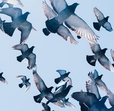 하늘을-나는-새