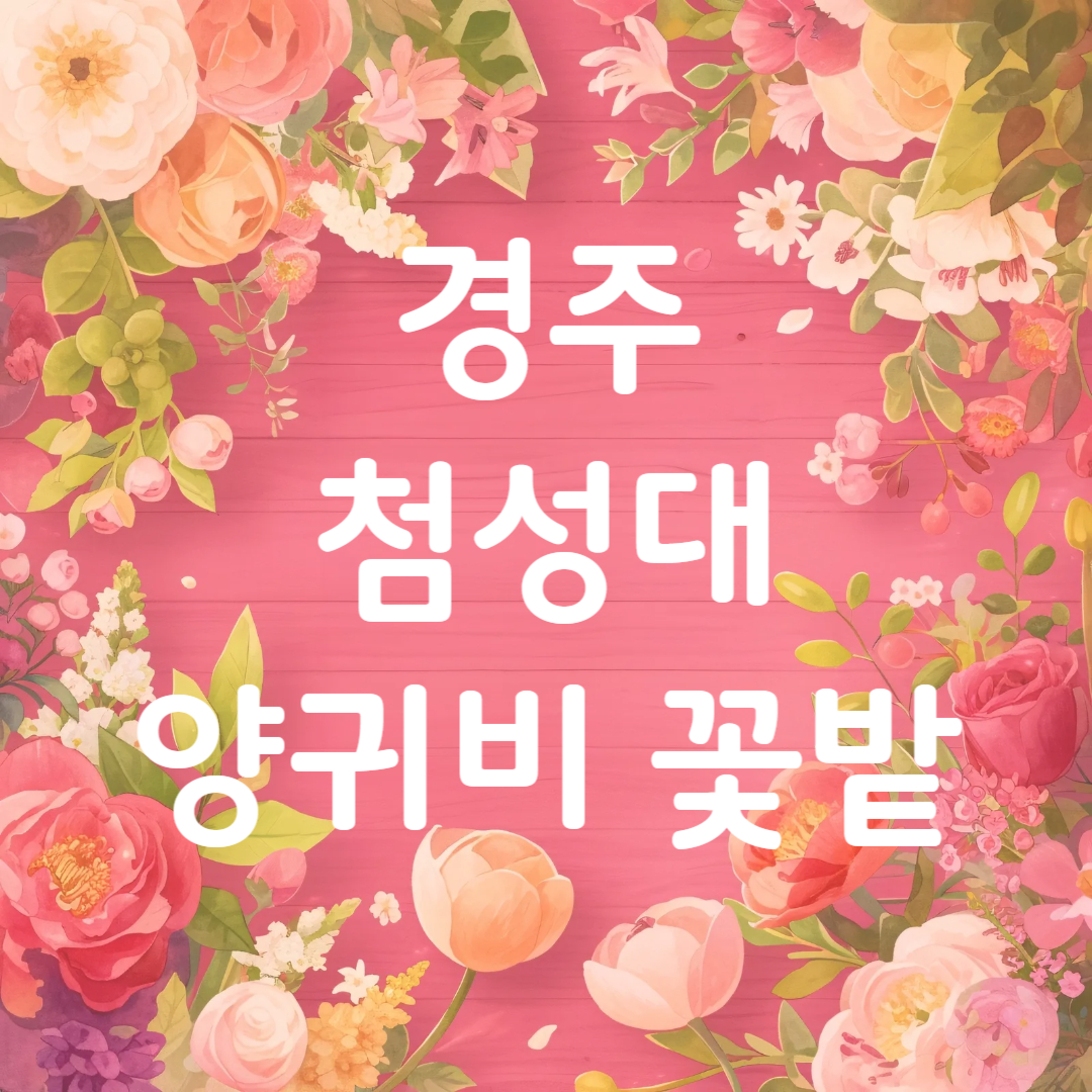 경주 첨성대 양귀비 꽃밭