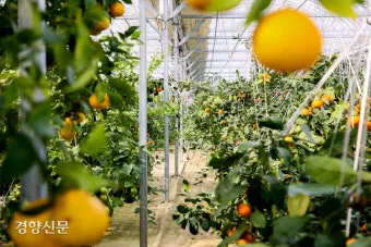 감귤 재배 노지 월동 비가림 하우스 관수 관리_2
