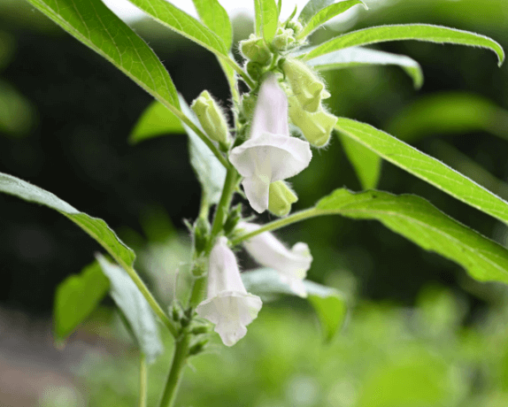 참깨 심는시기 파종시기 수확시기 및 재배법 알아보기