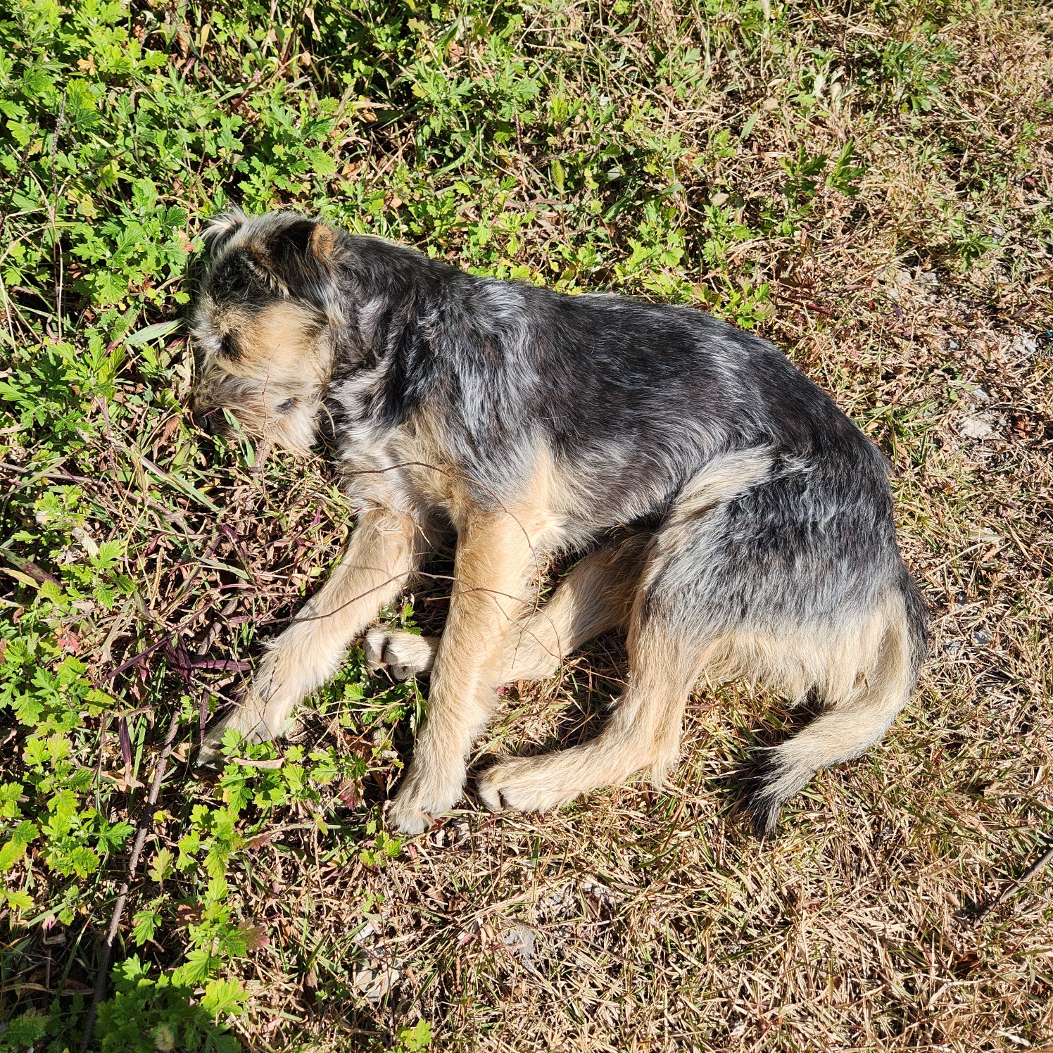누워있는 강아지 사진