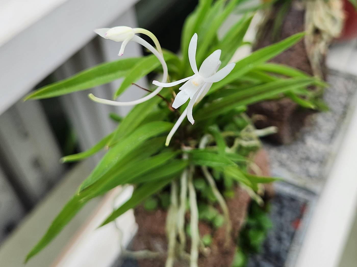 풍란 Wind orchid