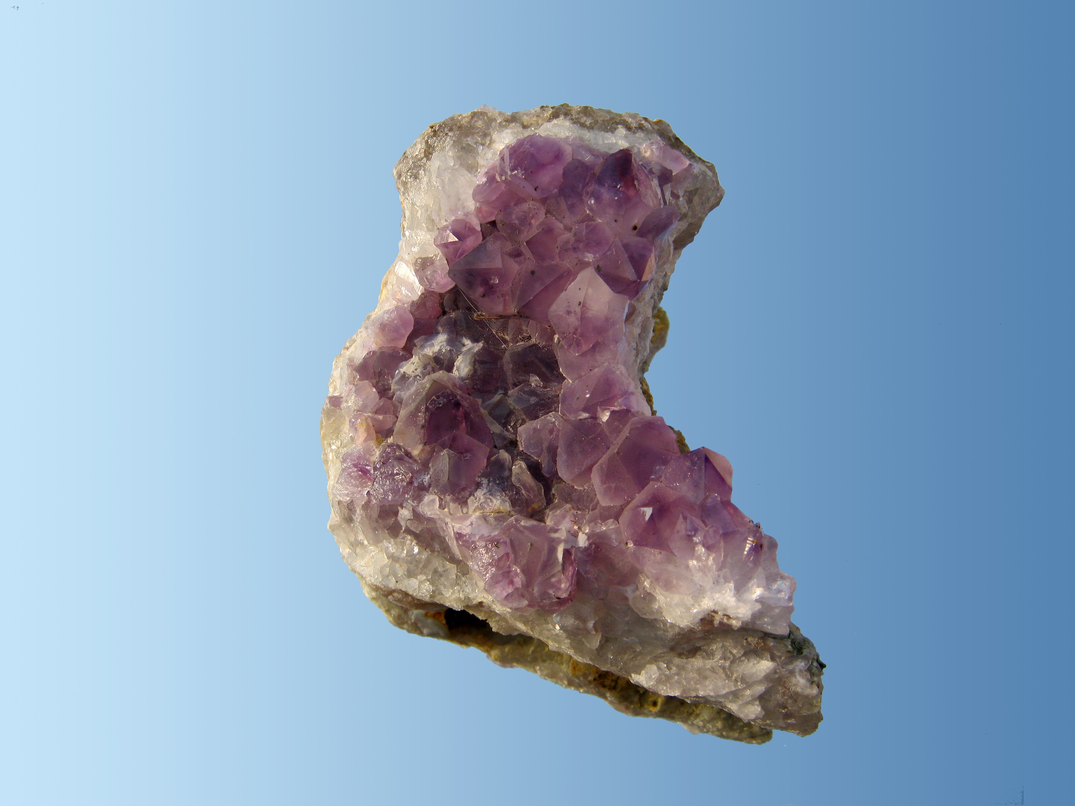 캑터스 아메시스트 (Cactus Amethyst) 이야기