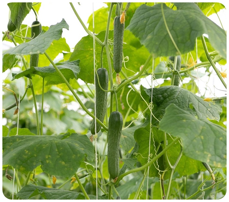 오이와 잘 어울이는 음식