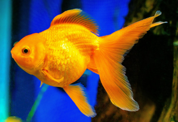 일본 가정에서 인기 있는 수족관 어류