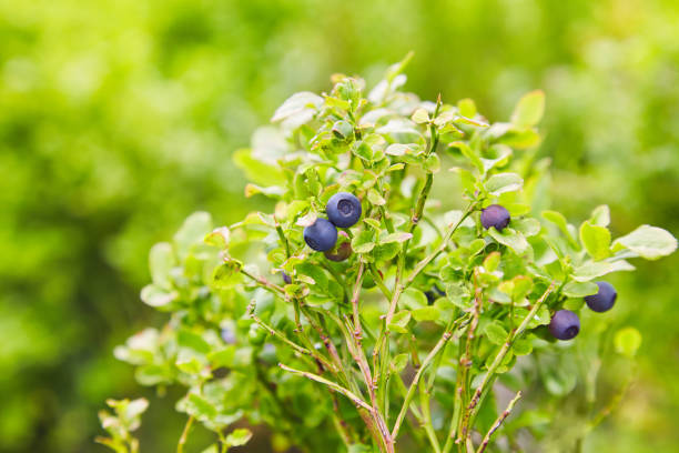 루테인 고르는 법! 좋은 제품 선택 팁