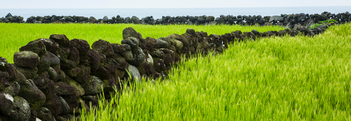 가파도 청보리 축제