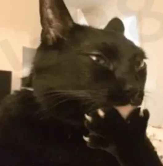 아웃사이더 고양이