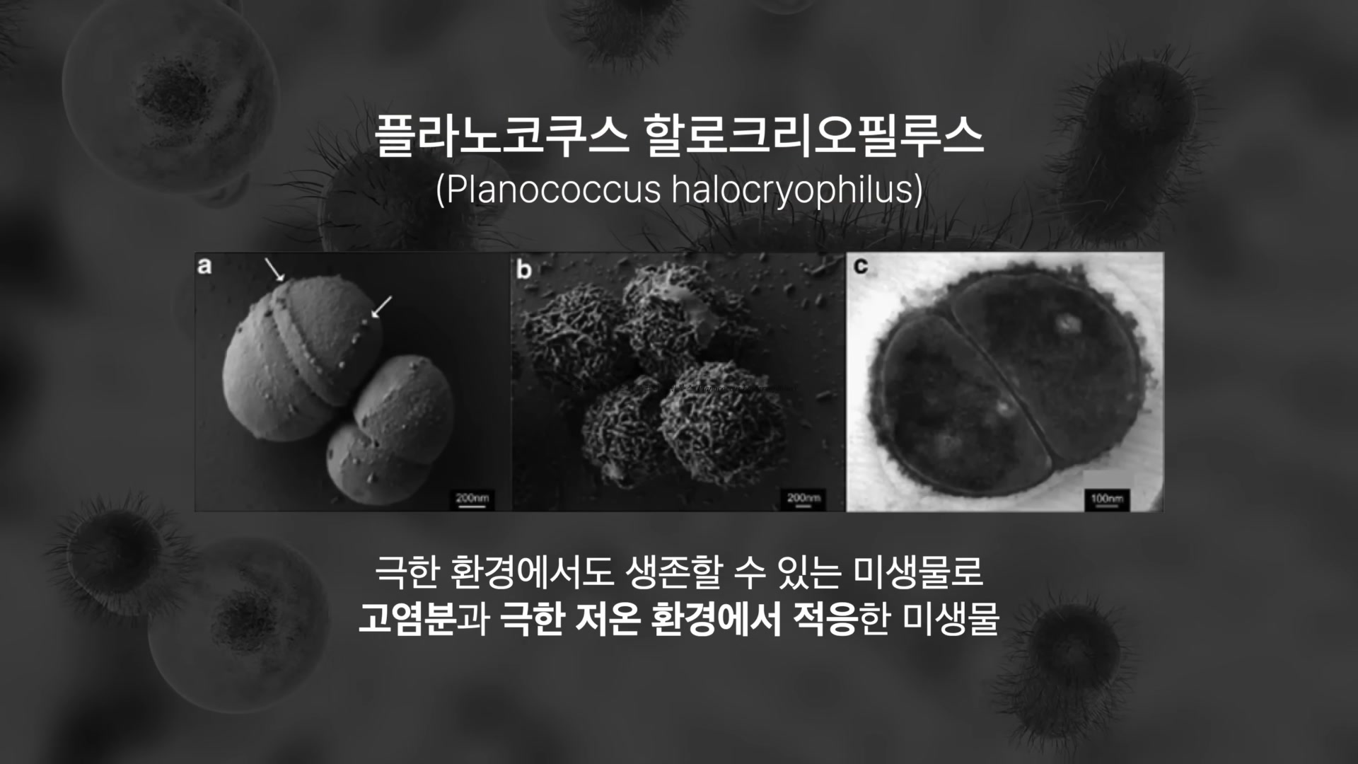 플라노코쿠스 할로크리오필루스