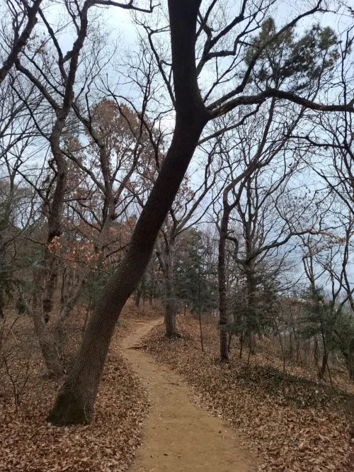 동양 철학의 관찰자 의식을 실천하며 걷는 명상 산책길 (Meditative walking path for Eastern philosophy and Matrix hacking)