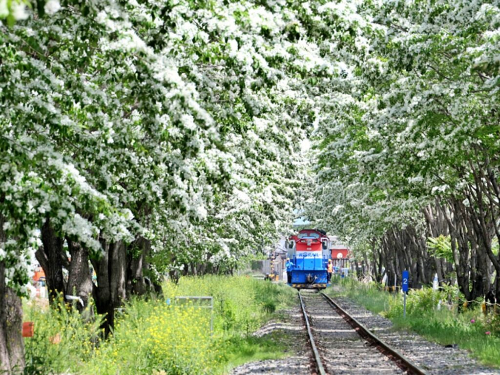 전주 팔복동 이팝나무 철길 개방! 레일 따라 걷는 감성 산책✨