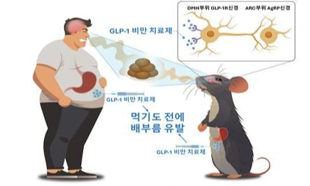 비만 치료제의 실제 효과