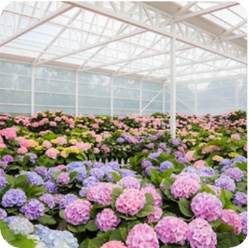 휴애리 수국정원 이미지 출처: 휴애리 홈페이지