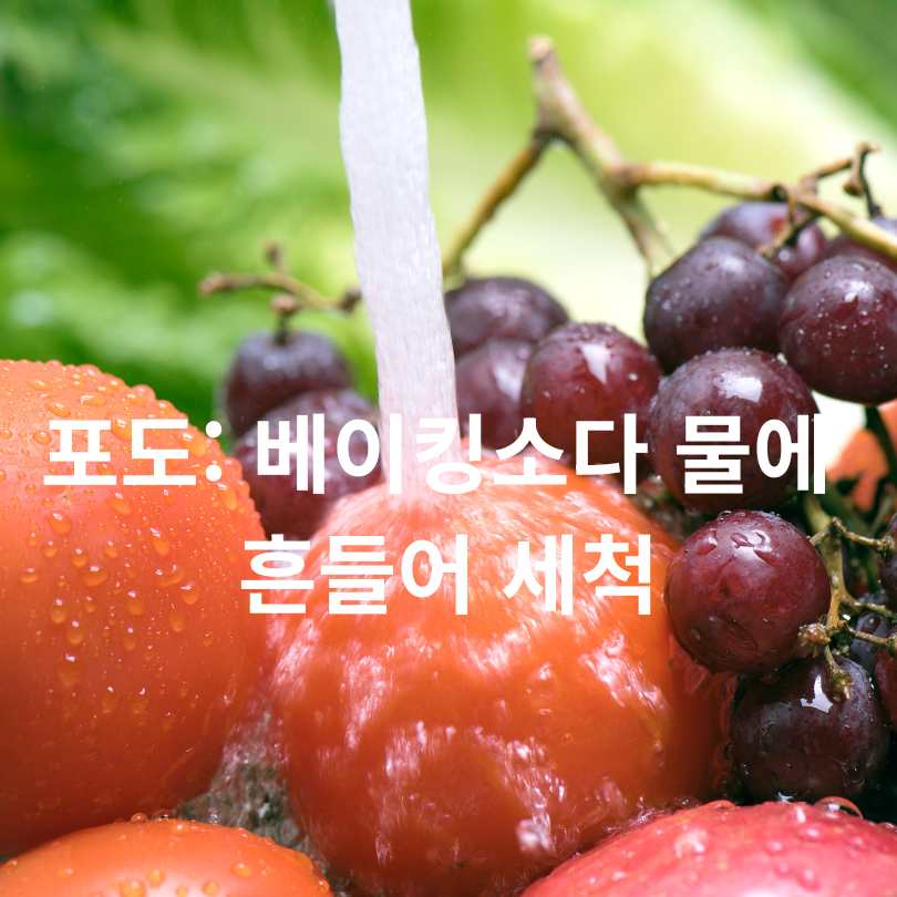 과일별 세척법 총정리