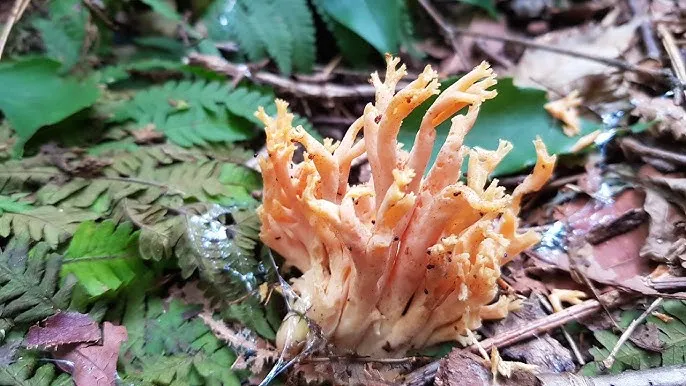 싸리버섯 효능 종류 채취시기 제철 손질법 요리법싸리 보관방법 정리_3