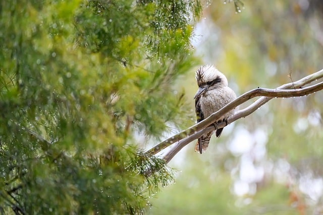 호주 릴리데일 숲 야생 조류