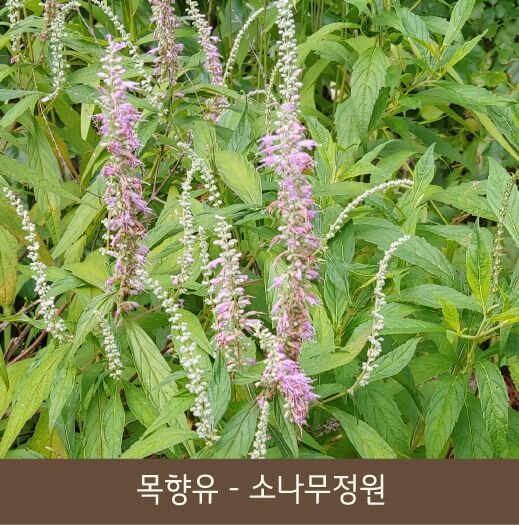 화담숲 예약 방법&amp;#44; 입장료&amp;#44; 케이블카 정보까지 한 번에! 힐링 가득한 여행