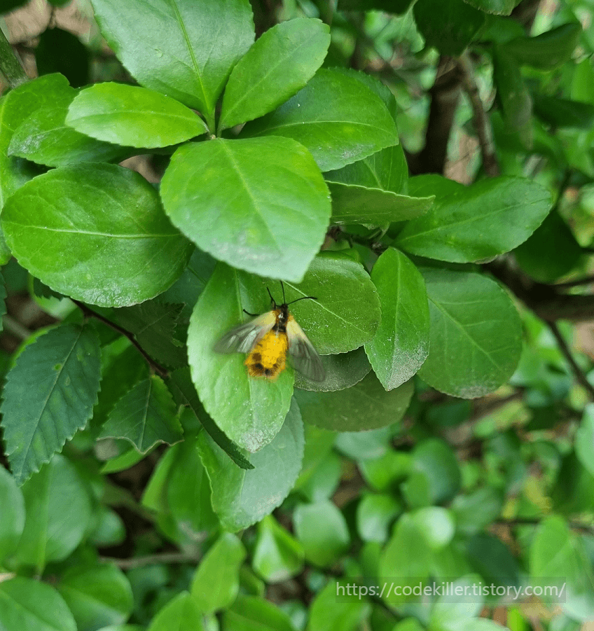 노랑털알락나방