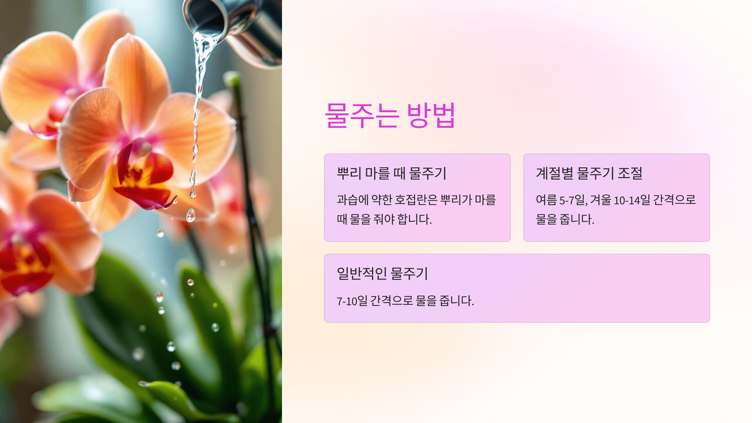 호접란 사진입니다.