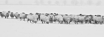 양떼