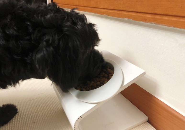 강아지영양제 원미닛펫 프로바이오틱스 후기