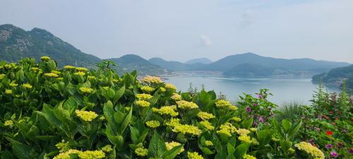 고흥 쑥섬 수국 축제