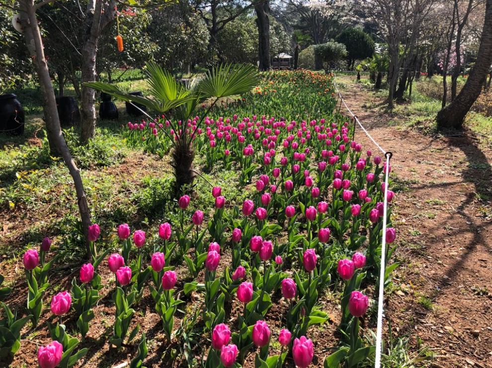 장흥 하늘빛수목원 튤립축제