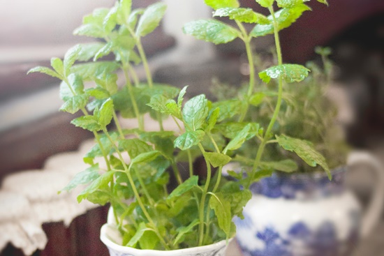 향긋한&nbsp;식용&nbsp;허브&nbsp;"바질&nbsp;기르기"&nbsp;파종/물주기/순지르기/특성/활용 레시피