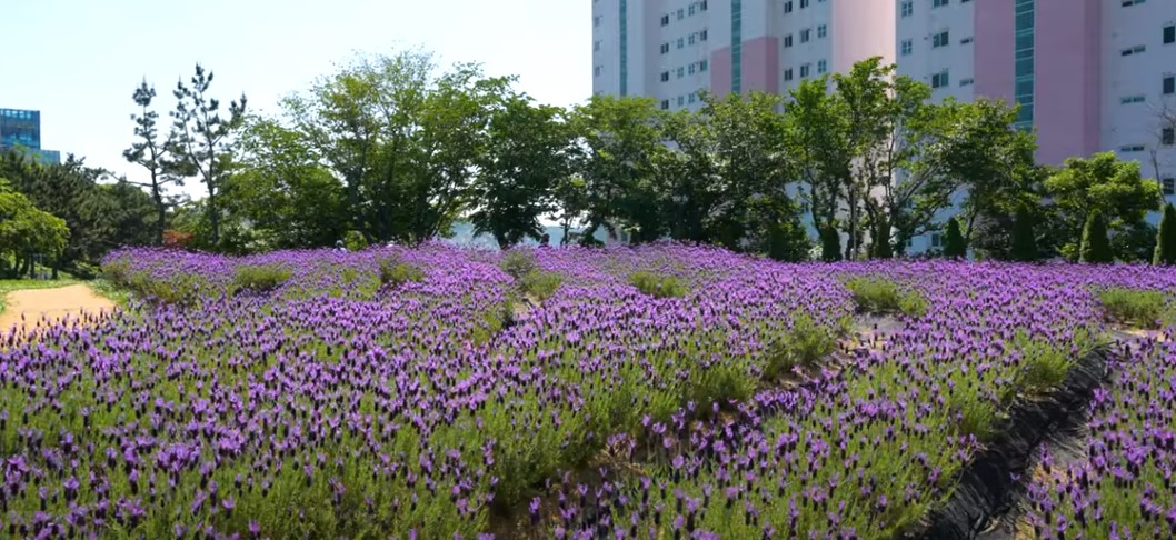 5월에 꼭 가봐야 할 적국 봄꽃 명소