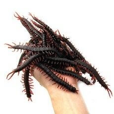 발이-엄청달린-수십마리의-검정색-지네를-손위에-올려놓는-징그러운-모습