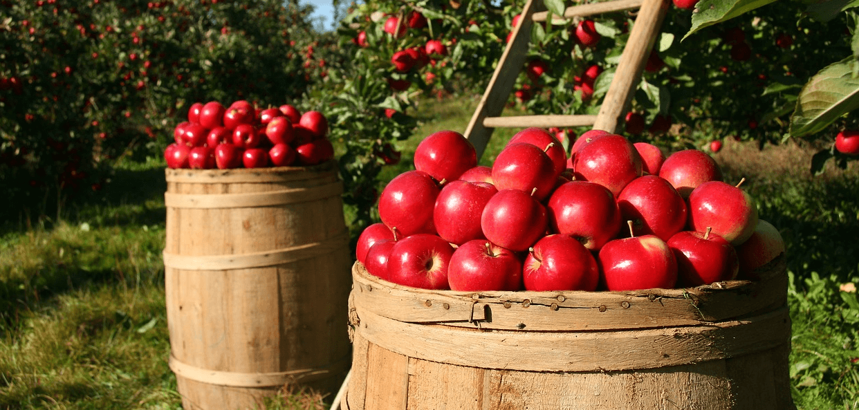 대장에 좋은 음식과 관련된 사진 - 8