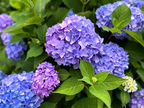 수국을 심는 시기