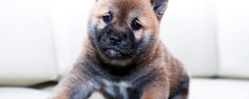 강아지 닭고기 주는 방법 7