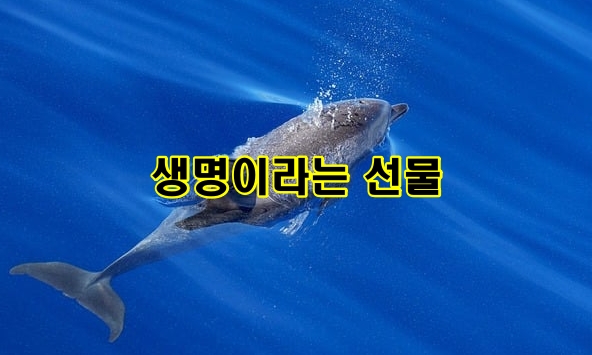 생명이라는 선물