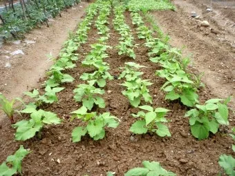 강낭콩 재배 파종 간격 잡초 억제 멀칭 요령_4