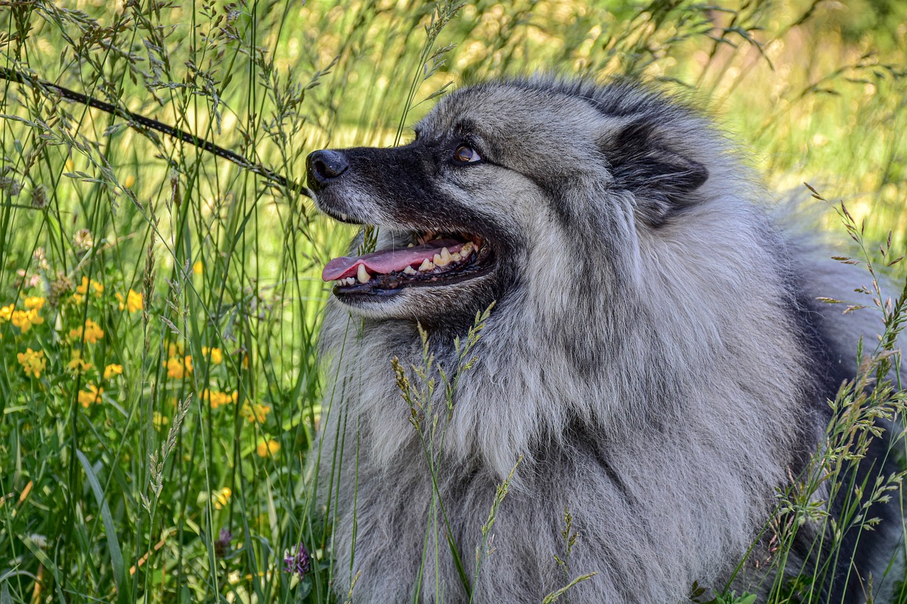 케이스혼트(Keeshond)3