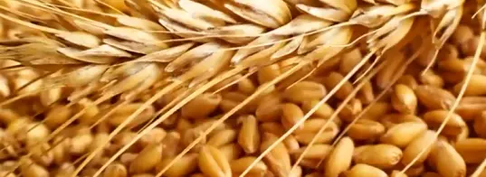 카무트효소 효능 카무트쌀 먹는법