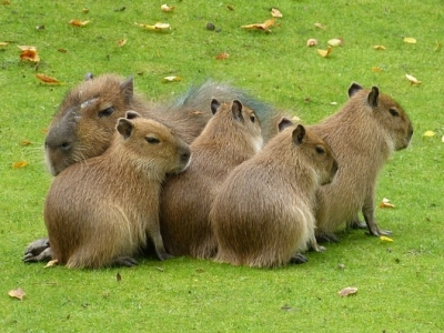 카피바라 무리생활