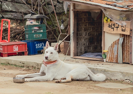 나는 돈가스가 싫어요 출연진-백구