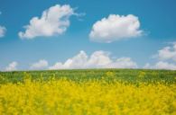 폭싹 속았수다 유채꽃밭 촬영지 가는법