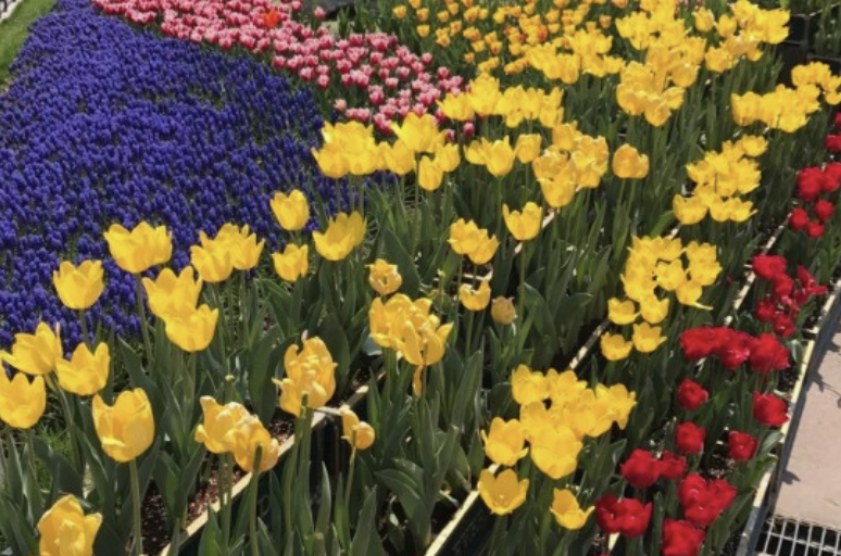 에버랜드 튤립축제 주차장