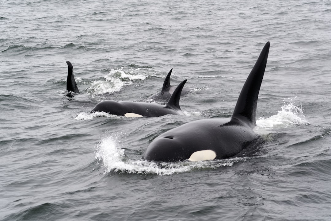 오르카(ORCA) 2025: 신규 상장과 급등, 그리고 투자 전략 총정리 관련 이미지 2