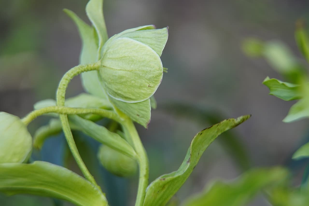 미나리의 맛, 효능, 그리고 영양성분