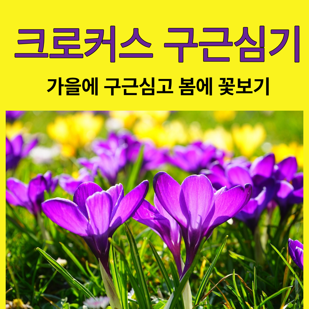 크로커스 구근 심는법 총정리